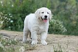 GOLDEN RETRIEVER 627